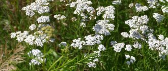 Yarrow