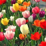 tulips of different varieties