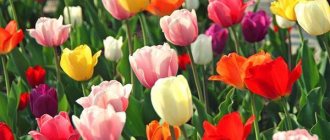 tulips of different varieties