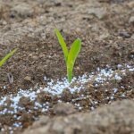 Fertilizing the soil in spring