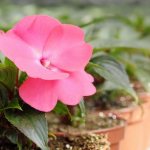 At home, Achimenes often bloom twice per season.