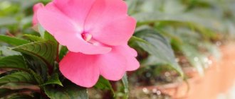 At home, Achimenes often bloom twice per season.