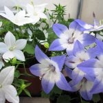 People gave a flower called campanula the romantic name “bride and groom”