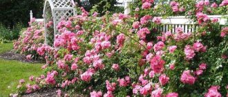 option for using bright roses in yard design