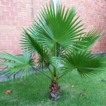 Washingtonia