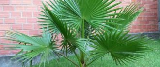 Washingtonia