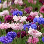 Cornflowers are wonderful, rainbow flowers, the types of which, thanks to breeders, have become quite numerous