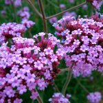 verbena bonarensis