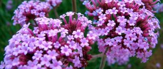 verbena bonarensis