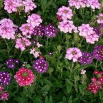 Hybrid verbena: varieties, growing from seeds at home