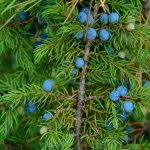 Veres - common juniper