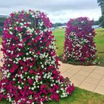 Do-it-yourself vertical flowerbed of petunias - beauty at minimal cost