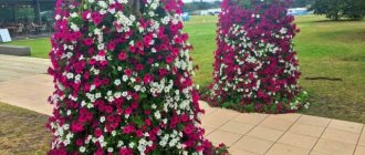 Do-it-yourself vertical flowerbed of petunias - beauty at minimal cost