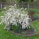 Spring flowering of spirea on a plot with a wooden fence