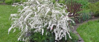 Spring flowering of spirea on a plot with a wooden fence