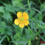 spring yellow flowers, buttercups, flowers of Siberia