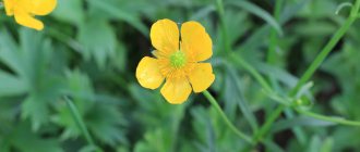 spring yellow flowers, buttercups, flowers of Siberia