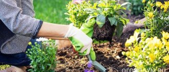 Spring is the only possible time for planting annuals and some perennials