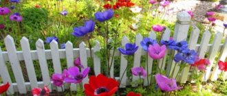 Anemone (anemone) crown De Caen mix (De Caen): photo, planting and care