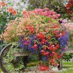 The species and varietal assortment of flowering annuals and perennials is very diverse, which gives enormous scope for imagination in choosing compositions for any type of flower garden