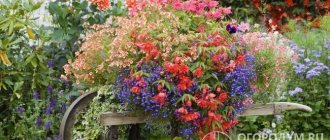 The species and varietal assortment of flowering annuals and perennials is very diverse, which gives enormous scope for imagination in choosing compositions for any type of flower garden