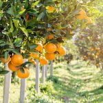 Types of oranges