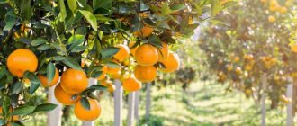 Types of oranges