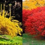 Types of ornamental shrubs