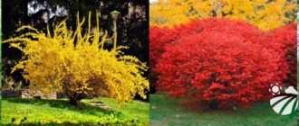 Types of ornamental shrubs