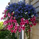 types and varieties of lobelia for the garden