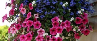 types and varieties of lobelia for the garden