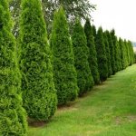 Types and varieties of thuja with photo and name 1