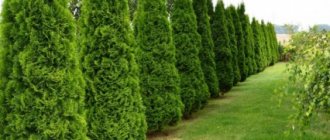 Types and varieties of thuja with photo and name 1