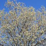 species of willow, willow catkins, willow