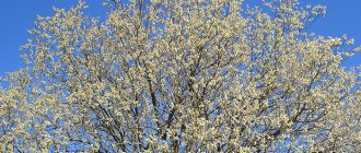 species of willow, willow catkins, willow