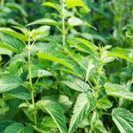 types of nettle