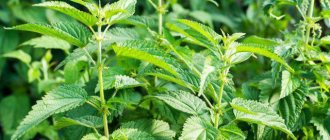 types of nettle