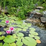 Pond with water lilies