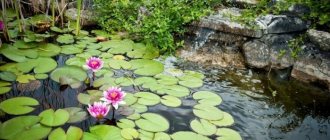 Pond with water lilies