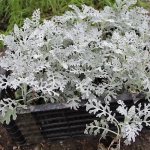 Digging up cineraria for the winter