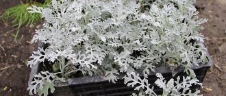 Digging up cineraria for the winter