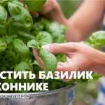 Growing basil on a windowsill