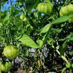 Growing physalis in the garden