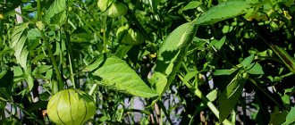 Growing physalis in the garden