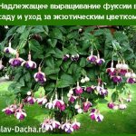 growing fuchsia in the garden and care