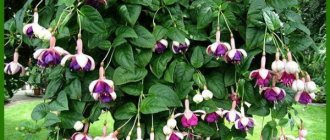 growing fuchsia in the garden and care