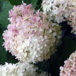 Growing Hydrangea paniculata