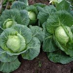 growing cabbage