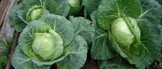 growing cabbage