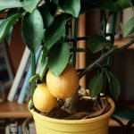 Growing a lemon tree at home